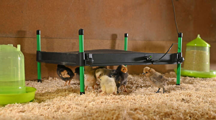 KERBL Wärmeplatte CosyHeat mit integriertem Thermostat